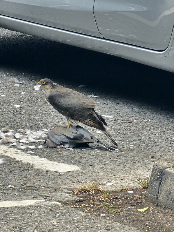 1 – Sparrow Hawk